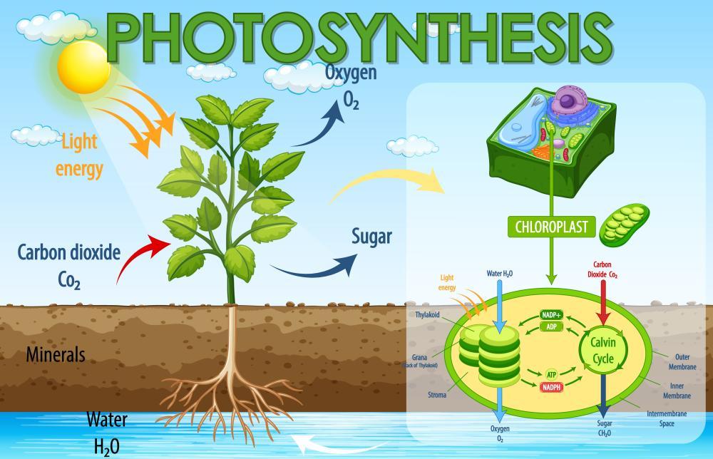 photosynthesis